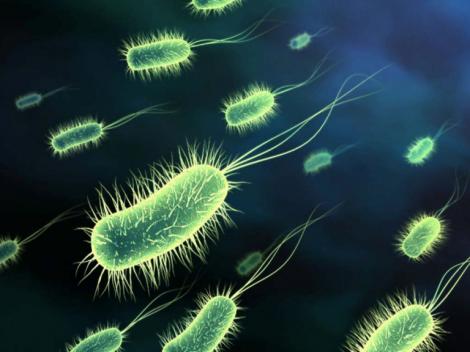 Ce trebuie sa stii despre bacteria E-coli