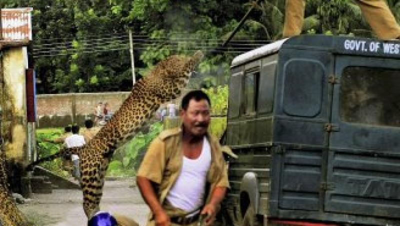 GALERIE FOTO! Un leopard a ranit sase oameni intr-un sat din India