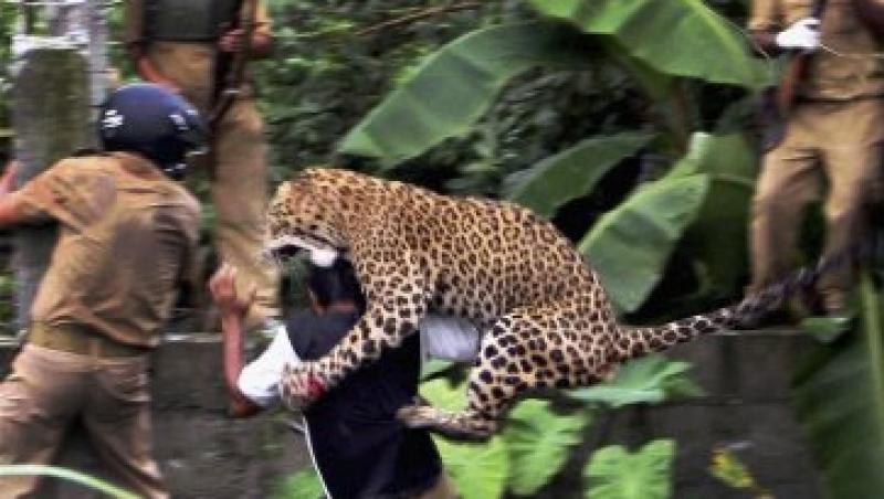 GALERIE FOTO! Un leopard a ranit sase oameni intr-un sat din India
