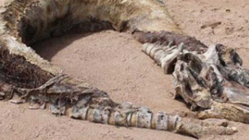 O creatura gigantica, descoperita pe o plaja din Scotia