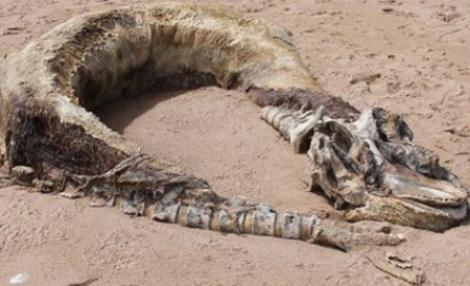 O creatura gigantica, descoperita pe o plaja din Scotia