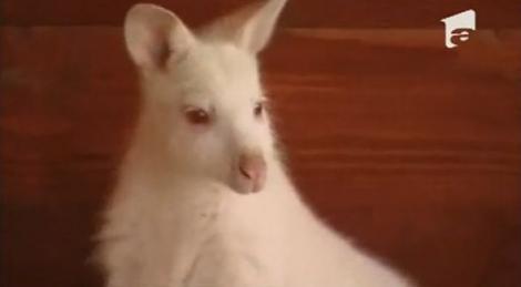 VIDEO! Un cangur alb cu ochii rosii - noua vedeta a unei ferme