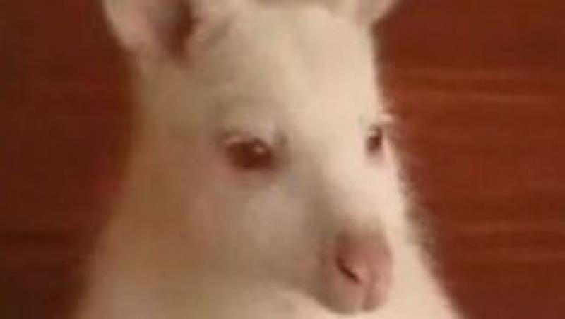 VIDEO! Un cangur alb cu ochii rosii - noua vedeta a unei ferme