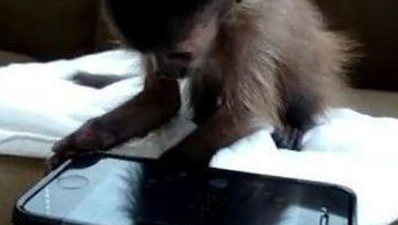 VIDEO! O maimutica se joaca pe iPhone mai bine ca stapana