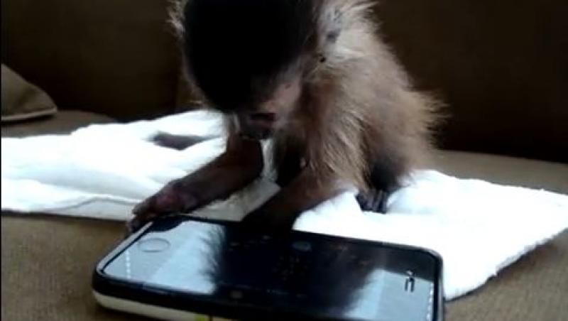 VIDEO! O maimutica se joaca pe iPhone mai bine ca stapana