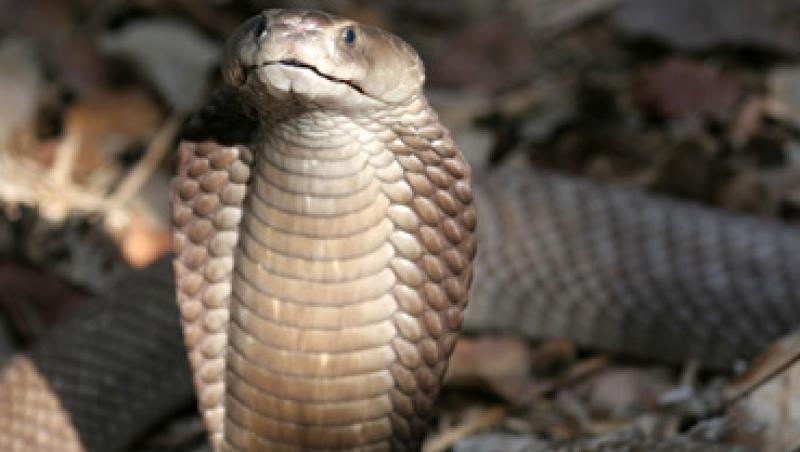 O cobra, capturata in parcul IOR din Capitala