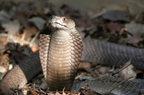 O cobra, capturata in parcul IOR din Capitala