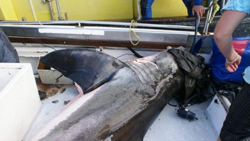 FOTO! Africa: O echipa de cercetatori s-a trezit cu un rechin in barca