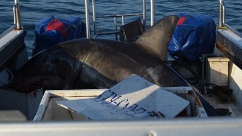 FOTO! Africa: O echipa de cercetatori s-a trezit cu un rechin in barca
