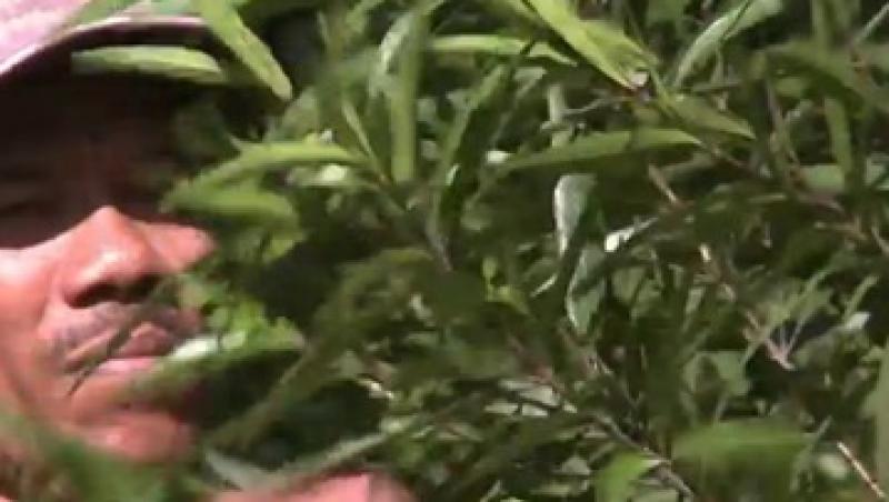 Gandarusa - planta pe care o fumezi pentru a nu face copii