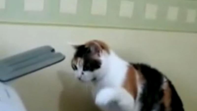 VIDEO! Uite o pisica infuriata ca nu merge imprimanta!