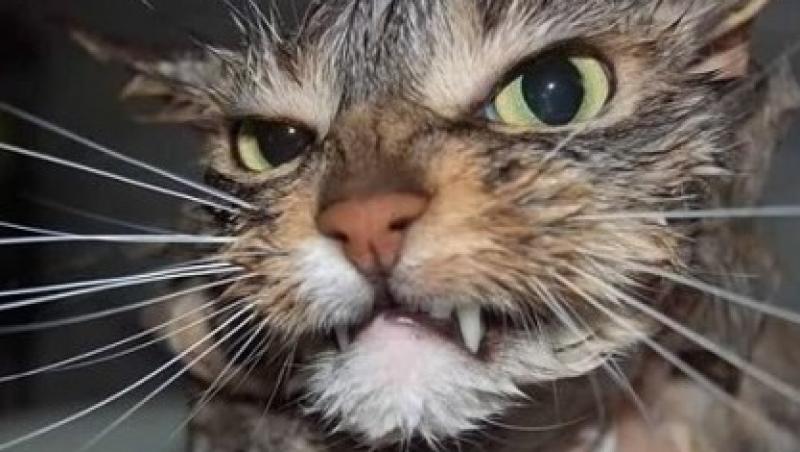 VIDEO! Uite o pisica infuriata ca nu merge imprimanta!