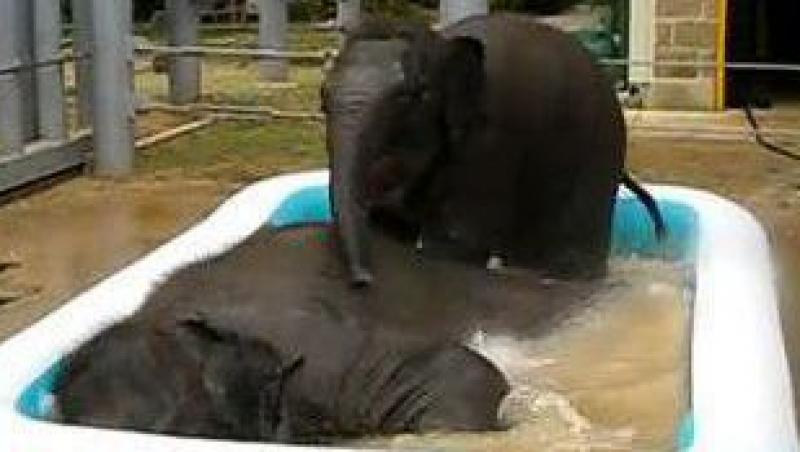 VIDEO! Doi elefanti se balacesc intr-o piscina gonflabila