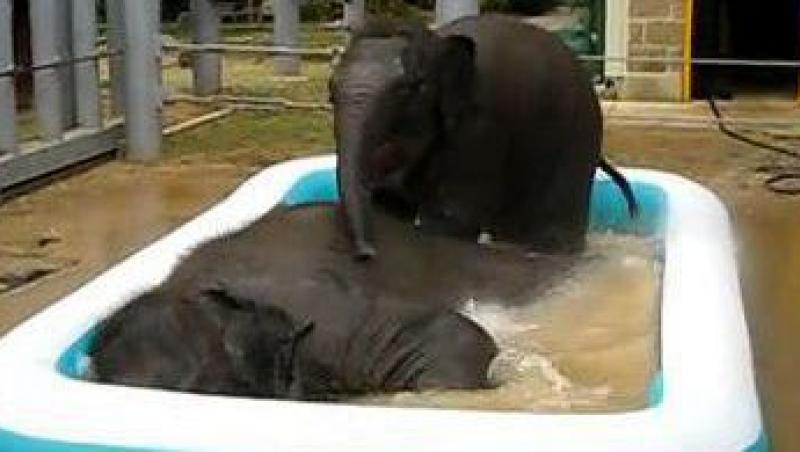 VIDEO! Doi elefanti se balacesc intr-o piscina gonflabila