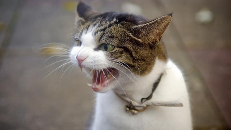 De ce este pisica de casa agresiva uneori