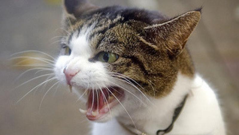 De ce este pisica de casa agresiva uneori