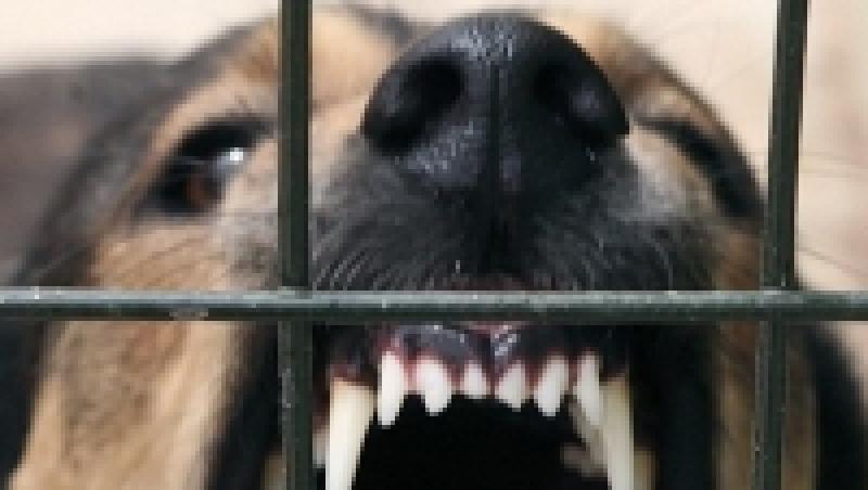 CEDO condamna Romania pentru cainii vagabonzi din Bucuresti