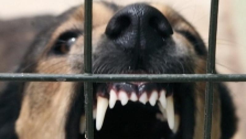 CEDO condamna Romania pentru cainii vagabonzi din Bucuresti