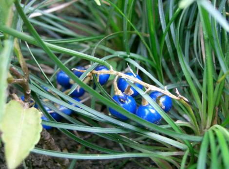 Gradina: Ophiopogon - iarba cu flori de crin