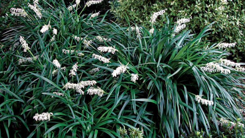 Gradina: Ophiopogon - iarba cu flori de crin