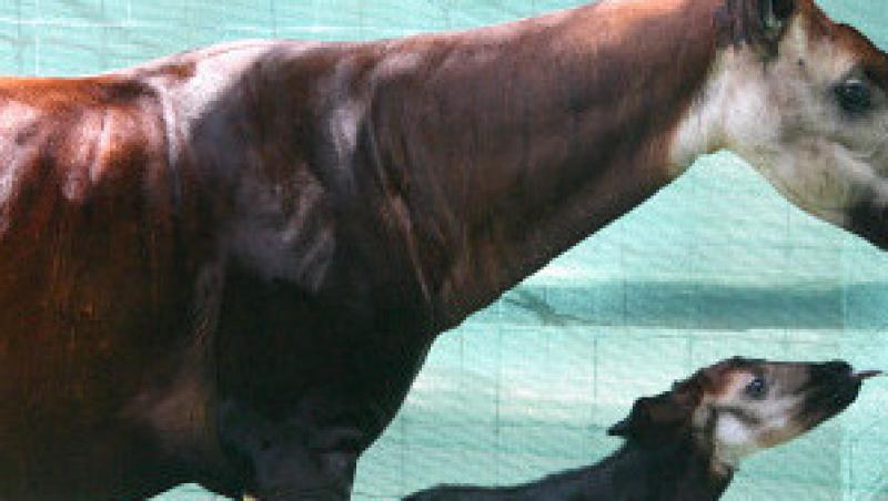VIDEO! Okapi nascut in captivitate