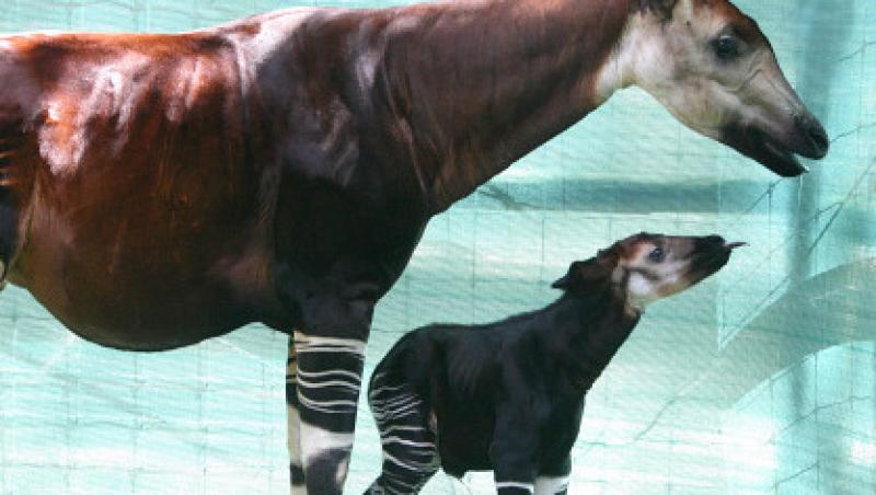 VIDEO! Okapi nascut in captivitate