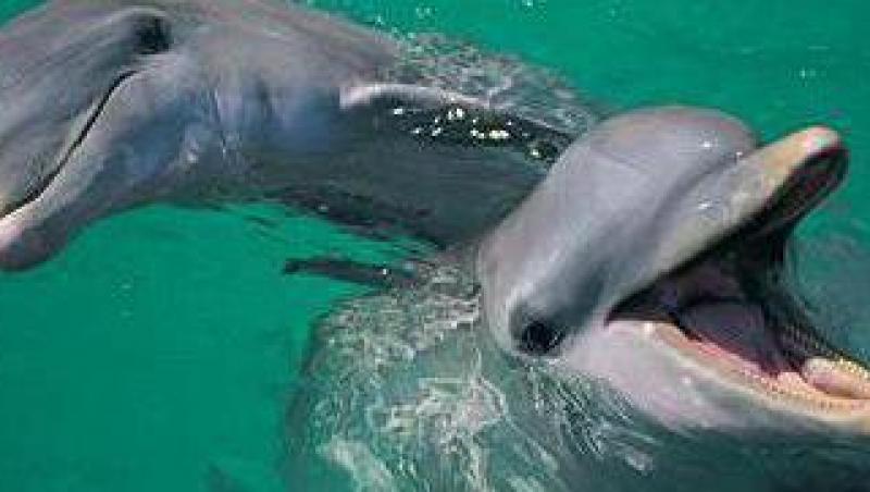 Delfinii vaneaza cu ajutorul simturilor electrice
