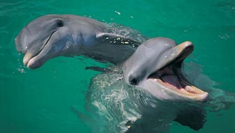 Delfinii vaneaza cu ajutorul simturilor electrice