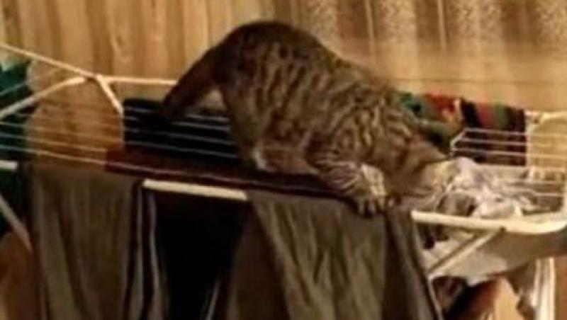 VIDEO! O pisica harnica isi ajuta stapana la aranjatul hainelor