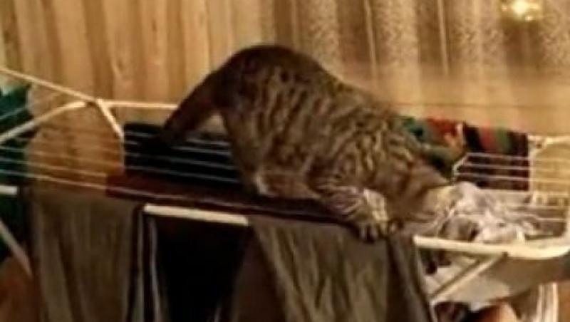 VIDEO! O pisica harnica isi ajuta stapana la aranjatul hainelor