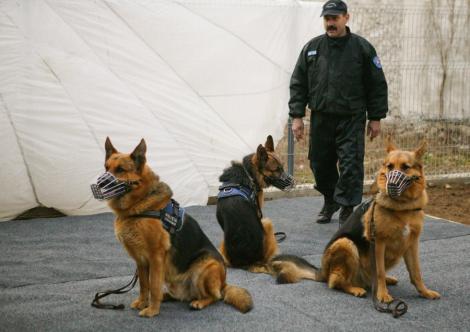 Cainii politisti din Romania, printre cei mai buni din Europa
