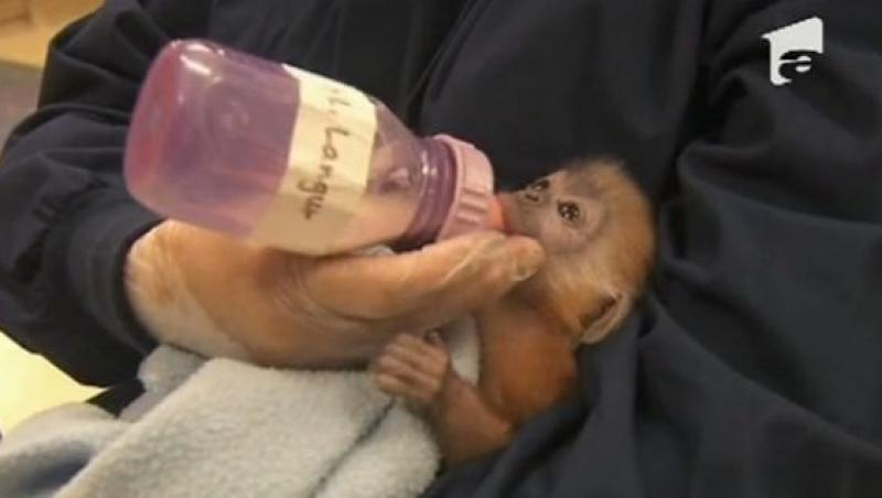 VIDEO! Vezi de ce este norocoasa o maimuta dintr-o specie rara!