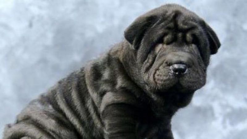 Shar-Pei, cainele cu 