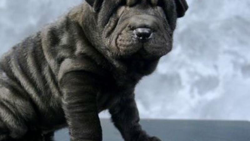 Shar-Pei, cainele cu 