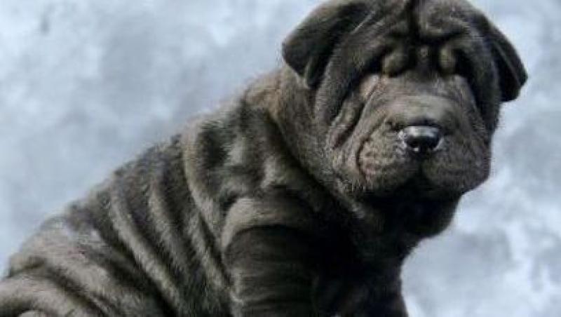 Shar-Pei, cainele cu 