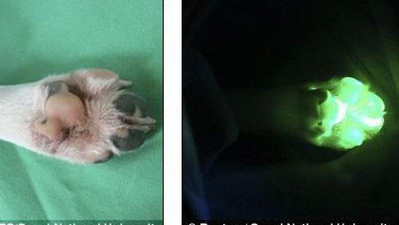 FOTO! Tagon - primul caine fluorescent din lume