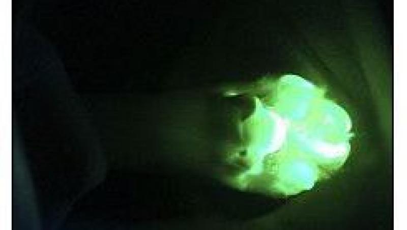 FOTO! Tagon - primul caine fluorescent din lume
