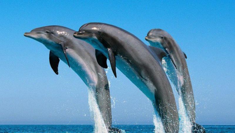 In trei ani, oamenii si delfinii ar putea comunica direct