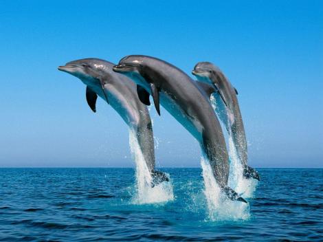 In trei ani, oamenii si delfinii ar putea comunica direct