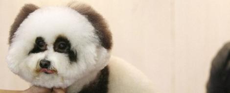 Caine sau urs? Chinezii transforma un pudel intr-un panda