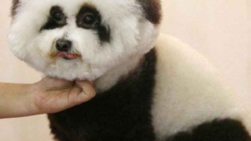 Caine sau urs? Chinezii transforma un pudel intr-un panda