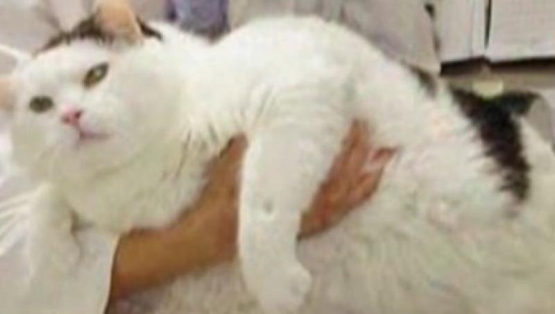 VIDEO! Otto, pisica de 16 kilograme, a intrat la regim!