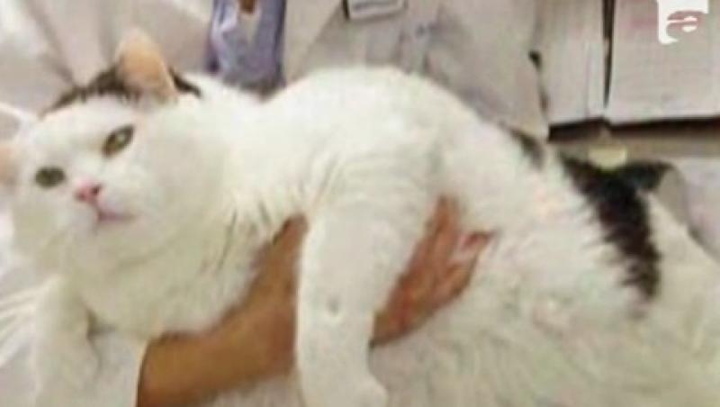VIDEO! Otto, pisica de 16 kilograme, a intrat la regim!