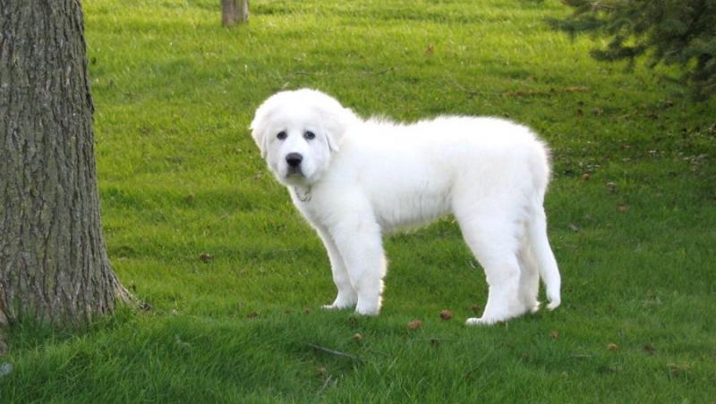 Great Pyrenees - cainele care iubeste copiii si pisicile