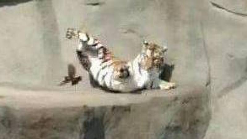 VIDEO! Un tigru, rapus de o pasare la gradina zoologica
