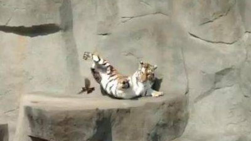 VIDEO! Un tigru, rapus de o pasare la gradina zoologica