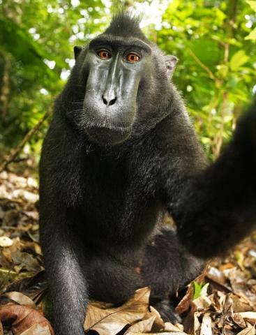 "Macacul zambaret" – maimuta care a furat aparatul foto pentru a-si face autoportretul