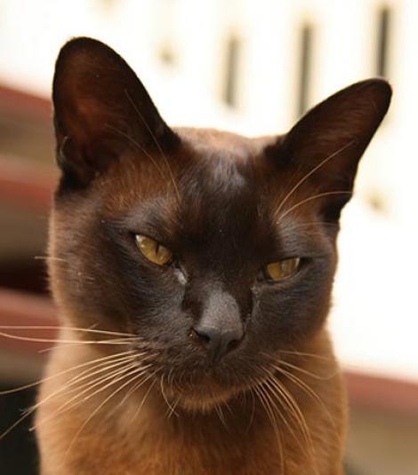 Lucruri mai putin cunoscute despre pisica burmaneza