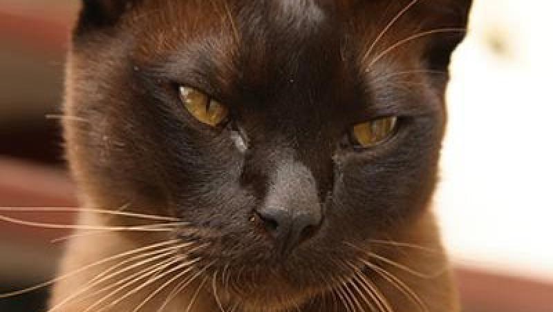 Lucruri mai putin cunoscute despre pisica burmaneza