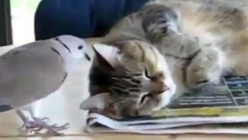 VIDEO! Tendinte suicidale - Un porumbel incearca din rasputeri sa trezeasca o pisica